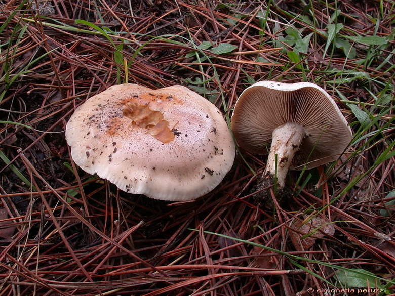 Funghi delle dune e retrodune...